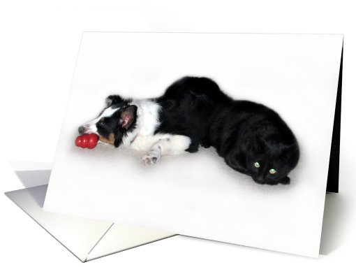 Aussie and Cat Hanging Out Blank Note card (634131)