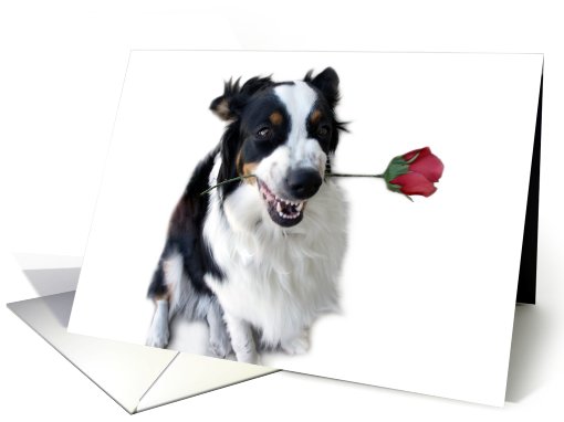 Australian Shepherd with Rose, Blank Note card (634133)