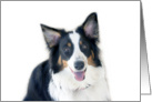 Australian Shepherd Blank Note Card