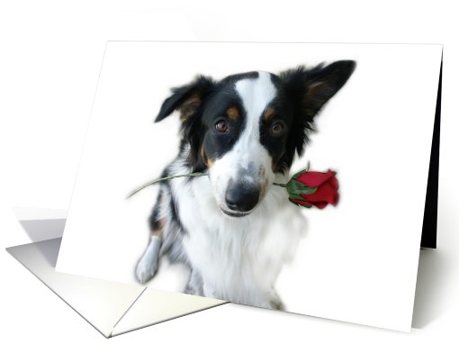 Australian Shepherd with Rose Blank Note card (634136)