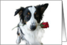 Australian Shepherd with Rose Blank Note Card