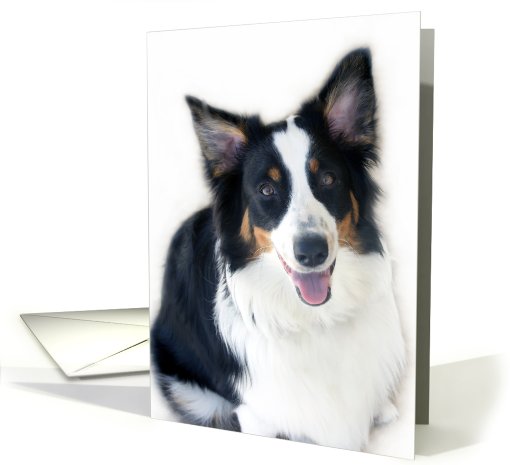 Lady the Australian Shepherd Blank Note card (634137)