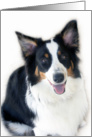 Lady the Australian Shepherd Blank Note Card