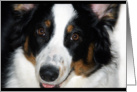 Australian Shepherd Close Up Blank Note Card