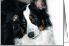 Shy Australian Shepherd Blank Note Card