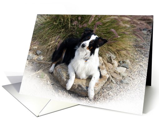 Lounging on a Rock Australian Shepherd Blank Note card (634166)