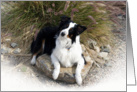 Lounging on a Rock Australian Shepherd Blank Note Card