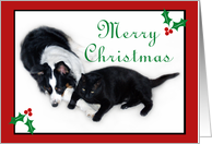 Merry Christmas Aussie and Cat card