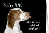 Brittany Spaniel Birthday 44 card