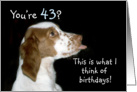 Brittany Spaniel Birthday 43 card