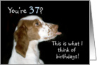 Brittany Spaniel Birthday 37 card