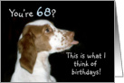 Brittany Spaniel Birthday 68 card