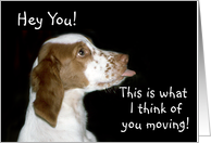 Brittany Spaniel Moving card