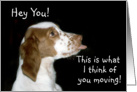 Brittany Spaniel Moving card
