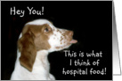 Brittany Spaniel Get Well card