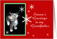 Kitten and Snowflakes, grandfather card