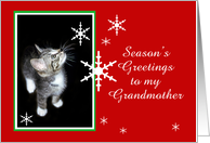 Kitten and Snowflakes, Grandmother card