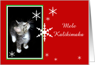 Kitten and Snowflakes, Mele Kalikimaka card