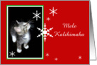 Kitten and Snowflakes, Mele Kalikimaka card