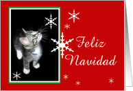 Kitten and Snowflakes, Feliz Navidad card
