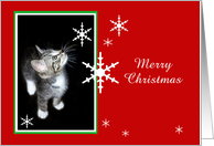 Kitten and Snowflakes, Merry Christmas card