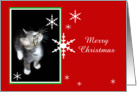 Kitten and Snowflakes, Merry Christmas card