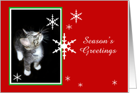 Kitten and Snowflakes, Season’s Greetings card