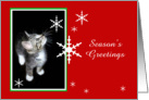 Kitten and Snowflakes, Season’s Greetings card