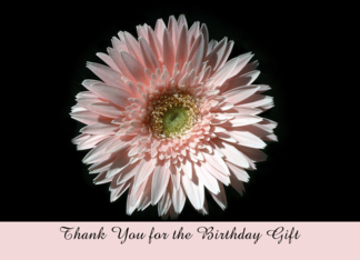 Pink Daisy, Birthday...