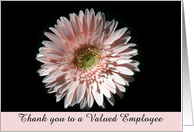 Pink Daisy, Employee Thank You card