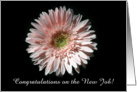 Pink Daisy, Congrats on the New Job card