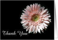 Pink Daisy, Thank You card