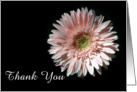 Pink Daisy, Thank You card