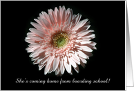 Pink Daisy, Coming Home from Boarding School card