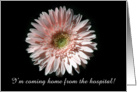 Pink Daisy, Coming Home card