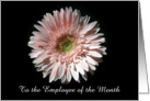 Pink Daisy, Employee of the Month card