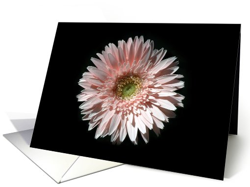 Gerber Flower Note card (633510)