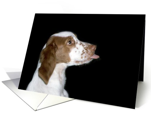 Brittany Spaniel Note card (633603)