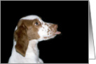 Brittany Spaniel Note Card
