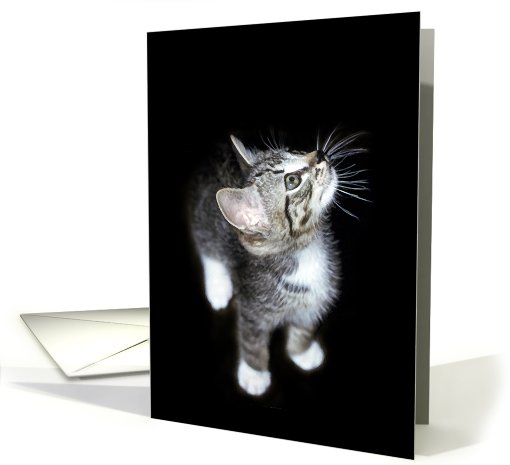 Curious Kitten Note card (633640)