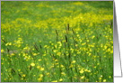 Yellow flowers in a meadow card