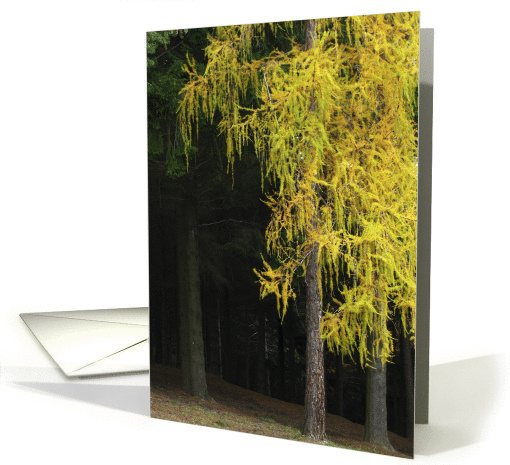 Autumn pine forest card (470735)