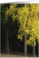 Autumn pine forest card