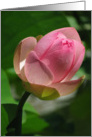 Lotus flower card