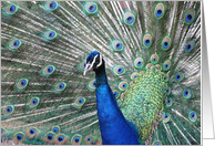 Peacock displaying...