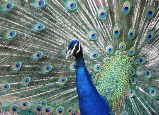 Peacock displaying...