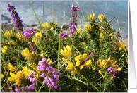 Heather and Gorse card