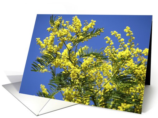 Mimosa in full bloom against blue sky card (476627)