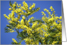 Mimosa in full bloom against blue sky card