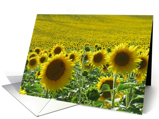 field of sunflower card (490427)